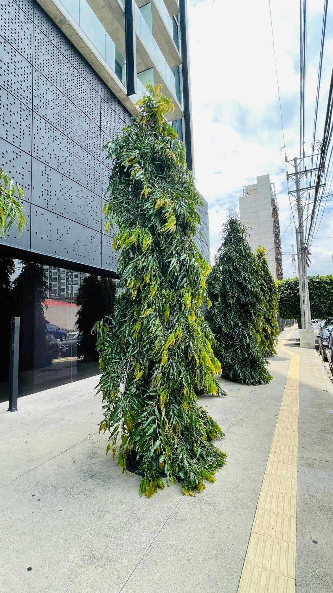 Cozy Apartment With Terrace, Sj Cosmopolitan Tower #402 San Jose  Exterior foto